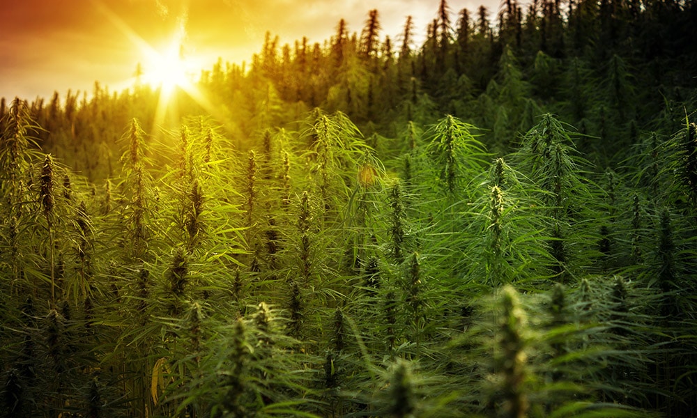 hemp farm